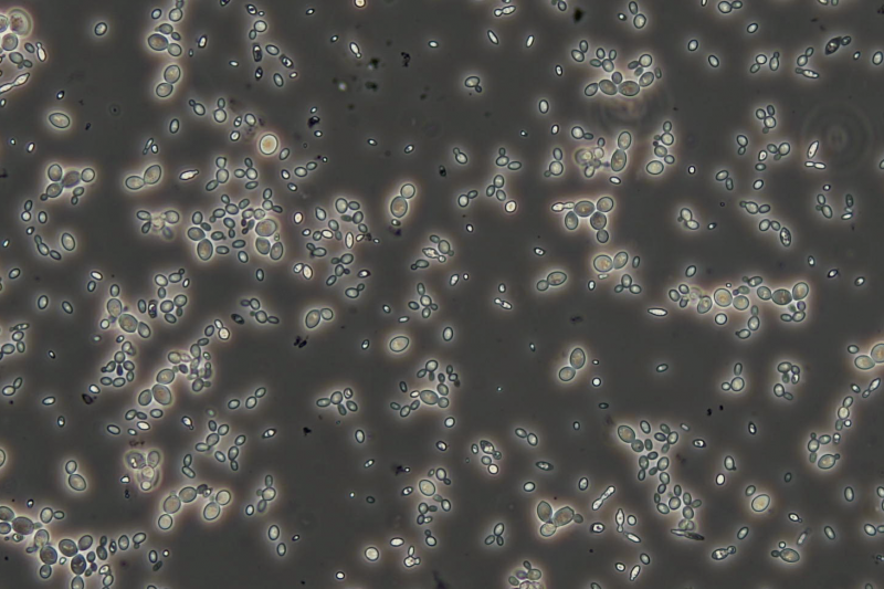 Laboratoire œnologique,Analyses œnologiques,Conseils œnologiques,Accréditation COFRAC,aude,œnologie,Analysez votre vin,Bio,laboratoires analyses du vin,ingénierie œnologique,conception de chai,Marketing des vins,controle brettanomyces,Agronomie,viticulture,Viticulture raisonnée,systèmes de certification,Analyse et conseil œnologique,Assurance qualité des outils de production,sécurité alimentaire,Analyse fine,vigne,vin,professionnels,viticulteur,vigneron,onologue,languedoc roussillons,vins sud de france,vignobles du languedoc,laboratoires dubernet