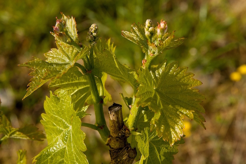 Laboratoire œnologique,Analyses œnologiques,Conseils œnologiques,Accréditation COFRAC,aude,œnologie,Analysez votre vin,Bio,laboratoires analyses du vin,ingénierie œnologique,conception de chai,Marketing des vins,controle brettanomyces,Agronomie,viticulture,Viticulture raisonnée,systèmes de certification,Analyse et conseil œnologique,Assurance qualité des outils de production,sécurité alimentaire,Analyse fine,vigne,vin,professionnels,viticulteur,vigneron,onologue,languedoc roussillons,vins sud de france,vignobles du languedoc,laboratoires dubernet