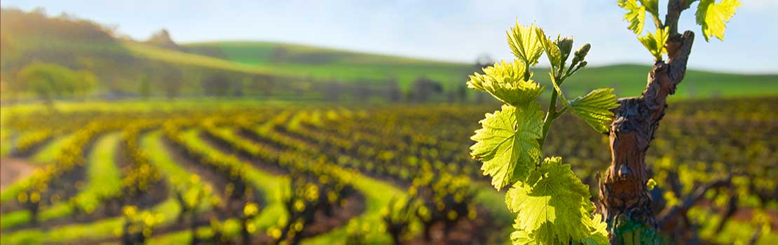 Laboratoire œnologique,analyse chimique vin,analyse du vin laboratoire,ph du vin rouge,acidité totale d'un vin rouge,acidité volatile vin rouge,acidité totale vin,acidité vin rouge,dosage acidité volatile vin,languedoc roussillon,vin,analyse,Analyses œnologiques,Conseils œnologiques,Accréditation COFRAC,aude,œnologie,Analysez votre vin,Bio,laboratoires analyses du vin,ingénierie œnologique,conception de chai,Marketing des vins,communication,Agronomie,viticulture,Viticulture raisonnée,systèmes de certification,Analyse et conseil œnologique,Assurance qualité des outils de production,sécurité alimentaire,Analyse fine,vigne,vin,professionnels,viticulteur,vigneron,onologue,languedoc roussillons,vins sud de france,vignobles du languedoc,laboratoires dubernet